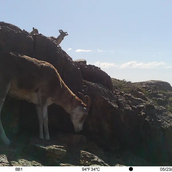 Фотография Аргали с фотоловушки Актас-Кункора