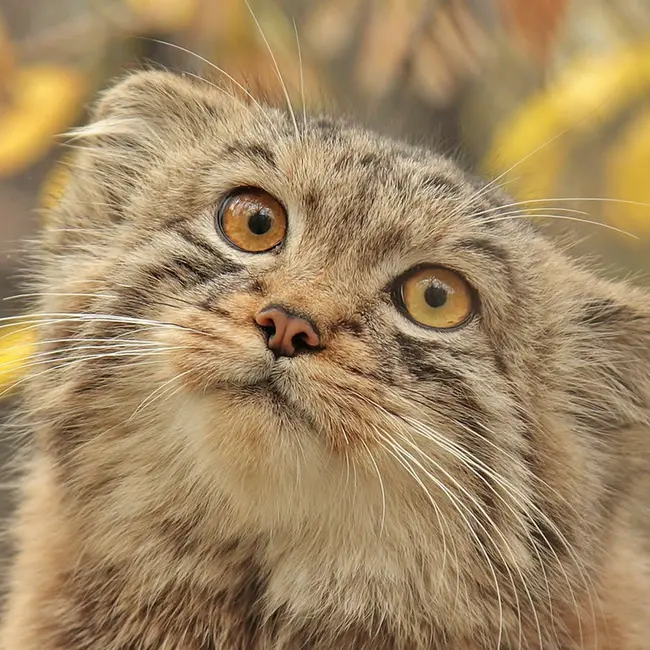 Фотография Льва в Новосибирском Зоопарке