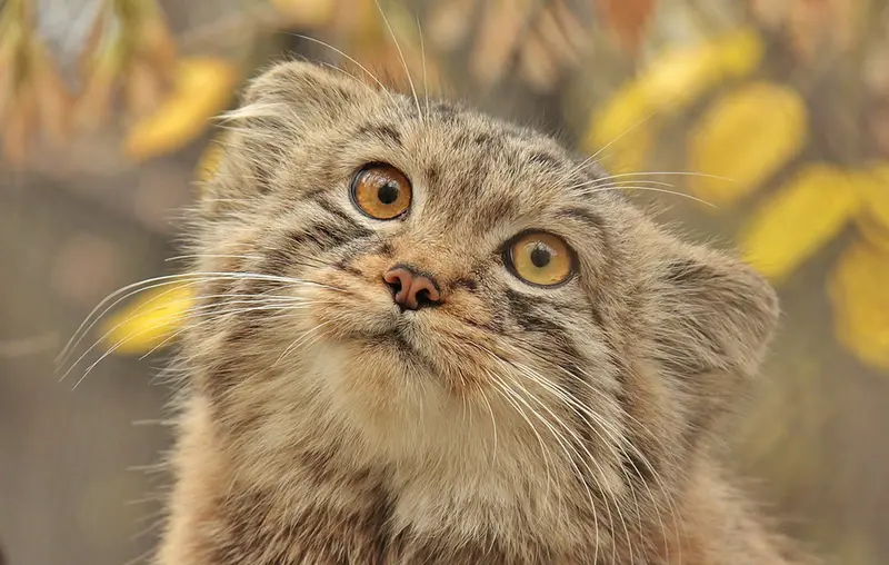 Фотография Льва в Новосибирском Зоопарке