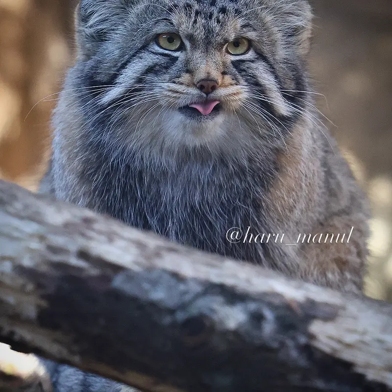 Фотография Нагому в Царстве Животных Насу