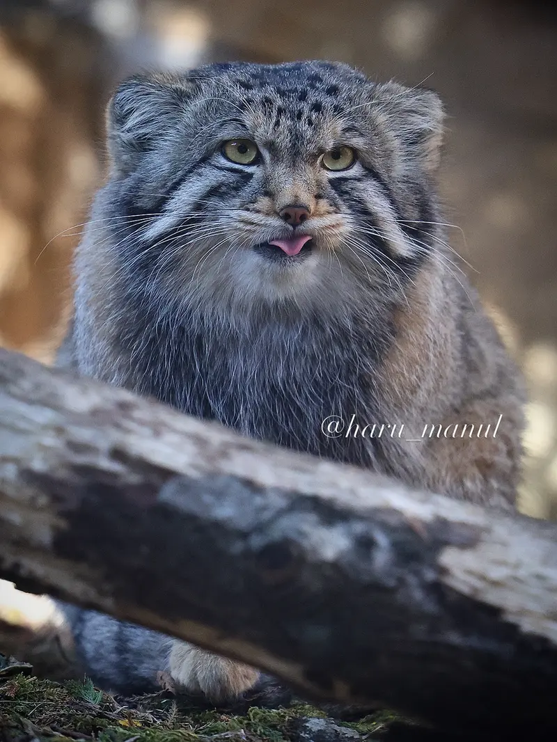 Фотография Нагому в Царстве Животных Насу