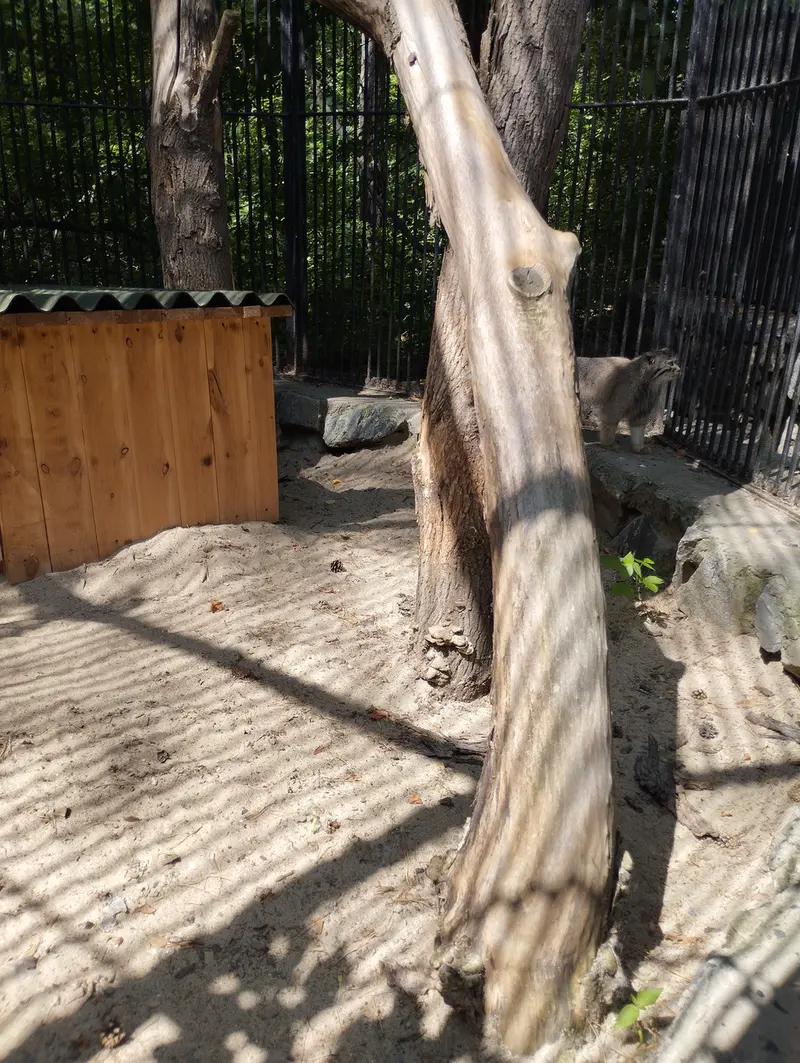 Фотография с манулом в Новосибирском Зоопарке