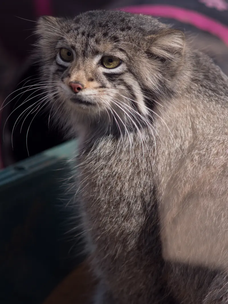 Фотография Ото в Детском зоопарке Сайтама
