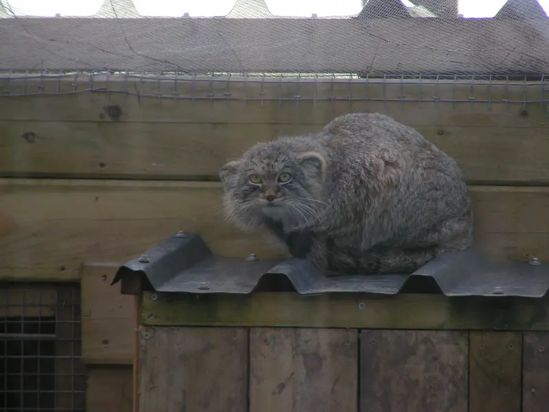 Фотография Алтая в Лэйклэнде Вайлдлайф Оазисе