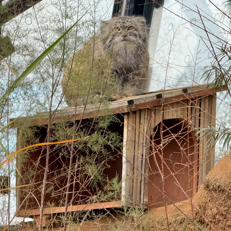 Фотография Спая в Пражском Зоопарке