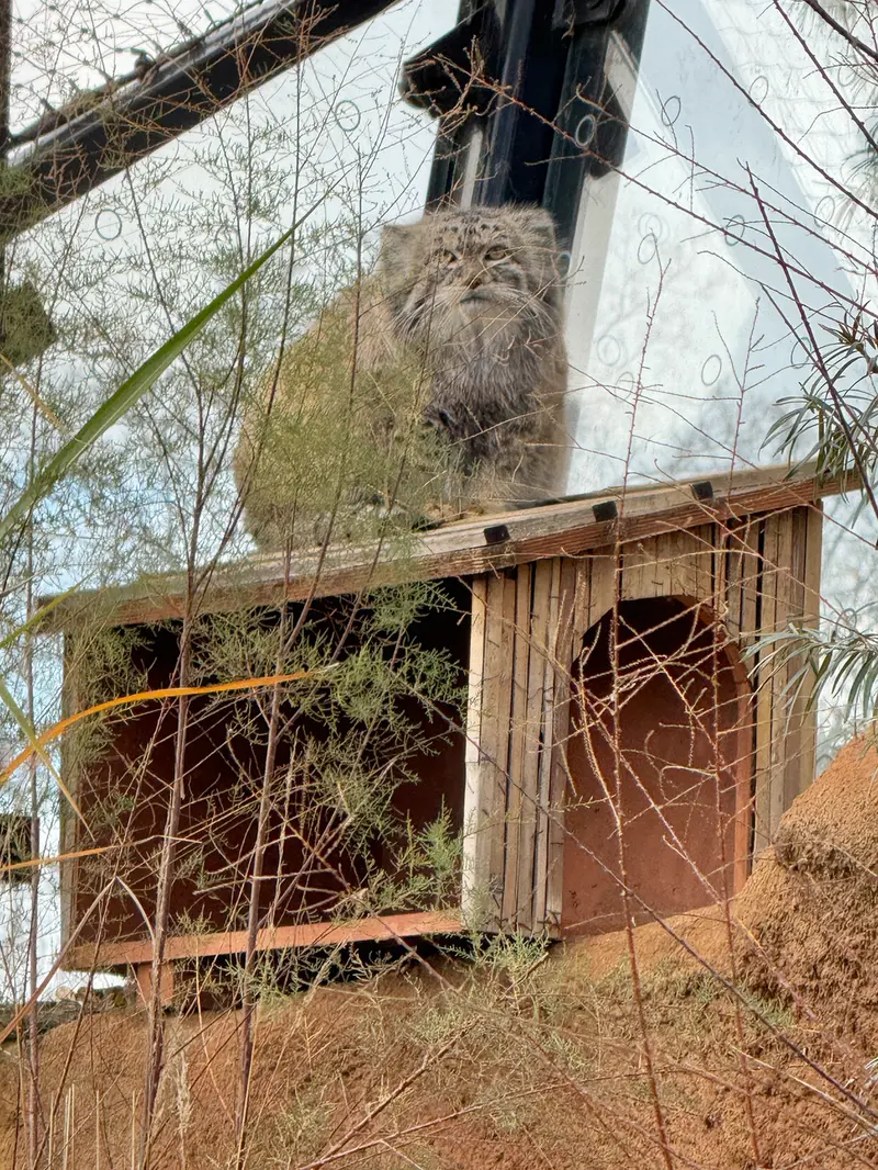 Фотография Спая в Пражском Зоопарке