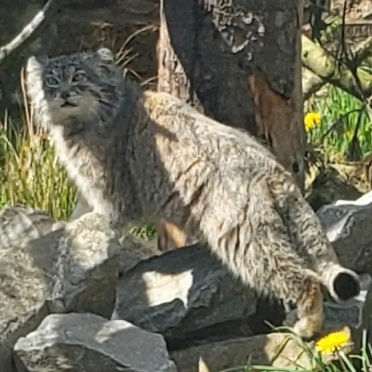 Фотография Акики в Эдинбургском Зоопарке