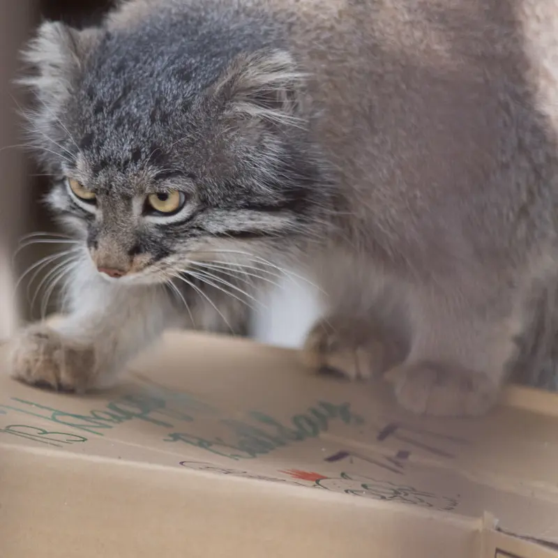 Фотография Фиги в Зоопарке Ногеяме