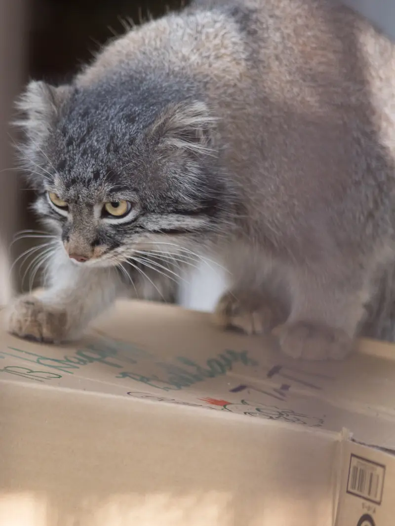 Фотография Фиги в Зоопарке Ногеяме