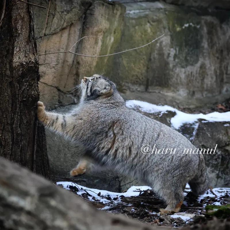 Фотография Нагому в Царстве Животных Насу
