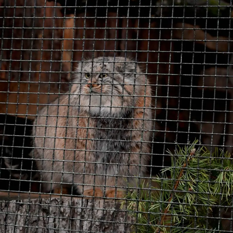 Фотография Шу в Ленинградском Зоопарке