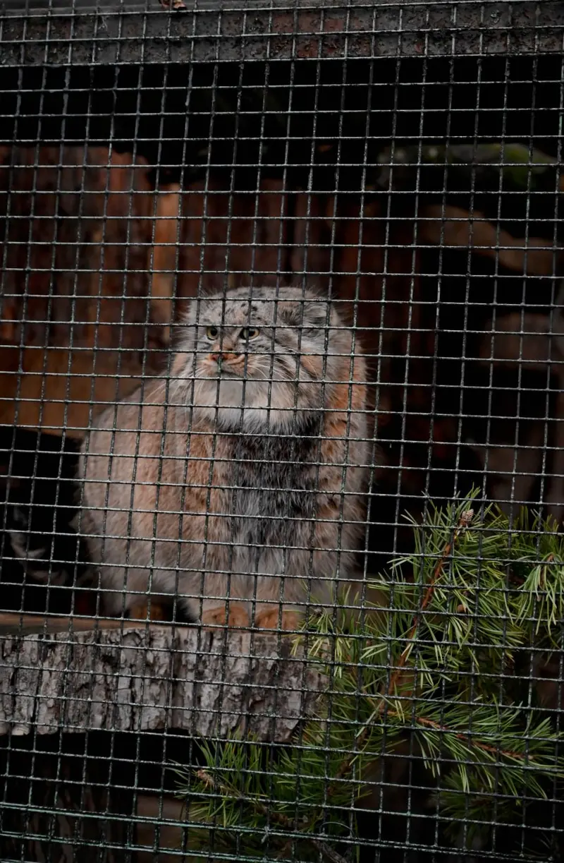 Фотография Шу в Ленинградском Зоопарке
