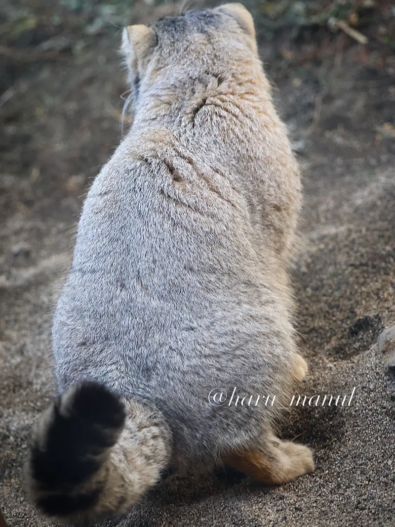 Фотография Нагому в Царстве Животных Насу