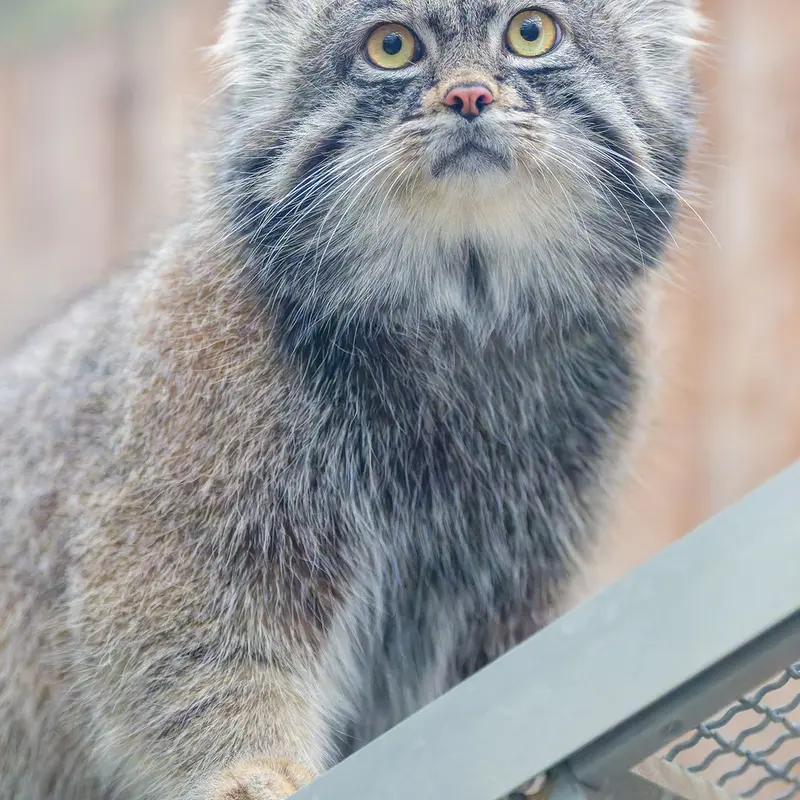 Фотография Нара в Царстве Животных Кобе