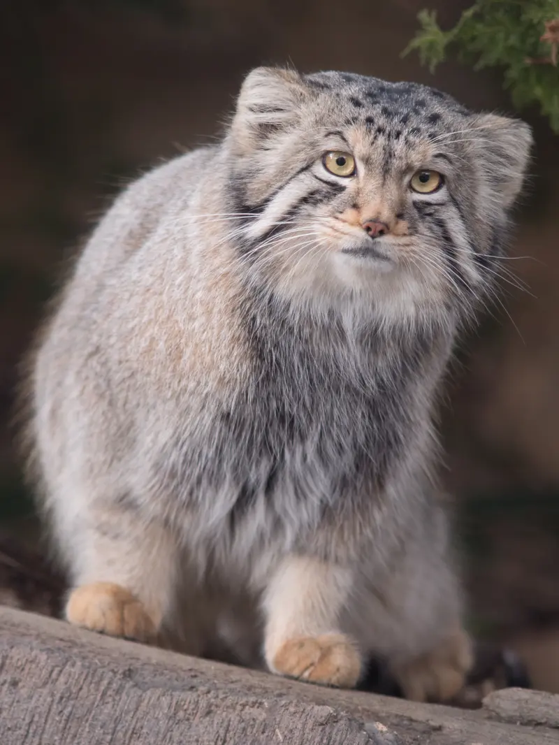 Фотография Нагому в Царстве Животных Насу