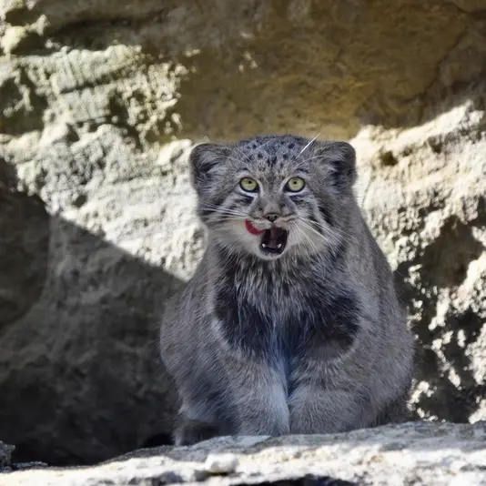 Фотография с манулом в Парке диких животных Порт-Лимпн
