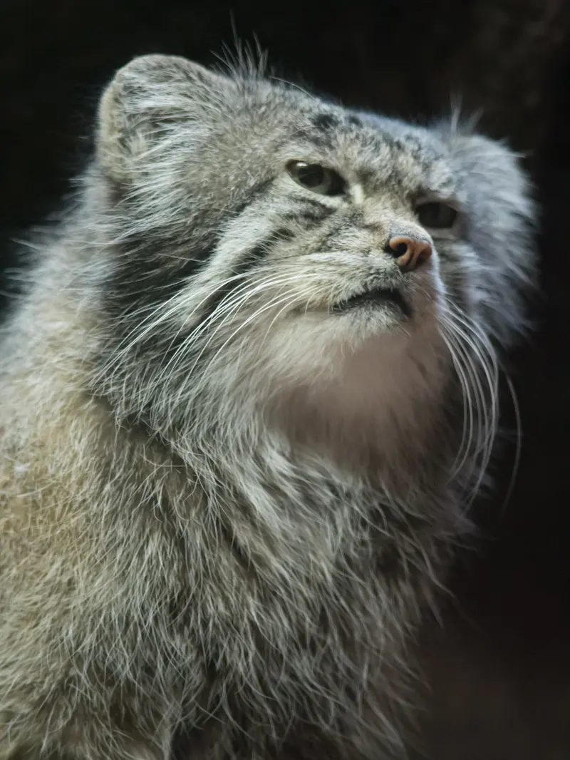 Фотография Клёна в Зоопарке Уено