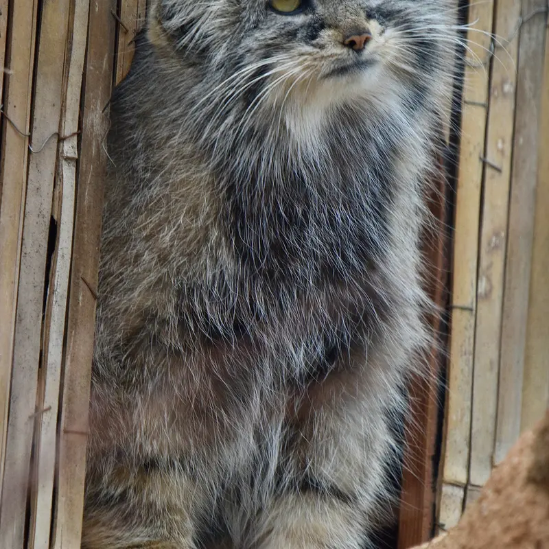 Фотография Принцессы в Пражском Зоопарке