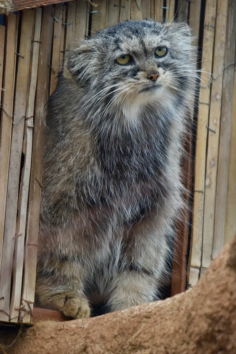 Фотография Принцессы в Пражском Зоопарке