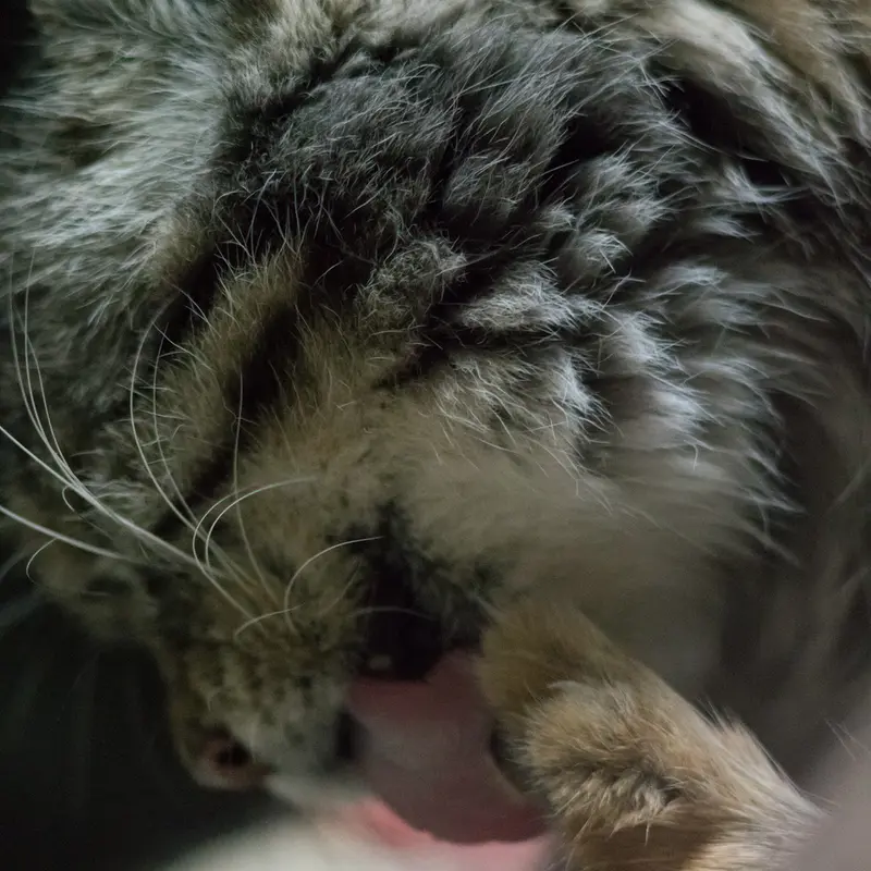 Фотография Примулы в Зоопарке Уено