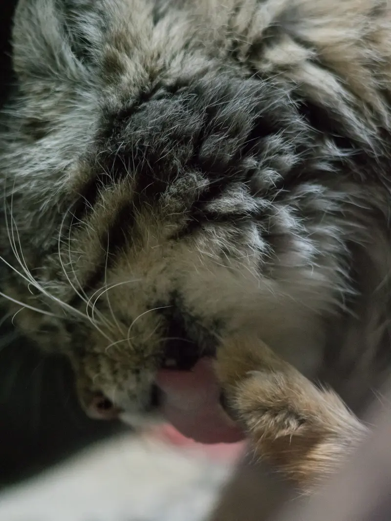 Фотография Примулы в Зоопарке Уено