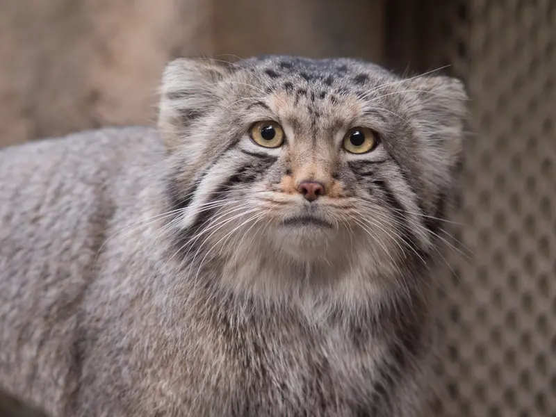 Фотография Нагому в Царстве Животных Насу