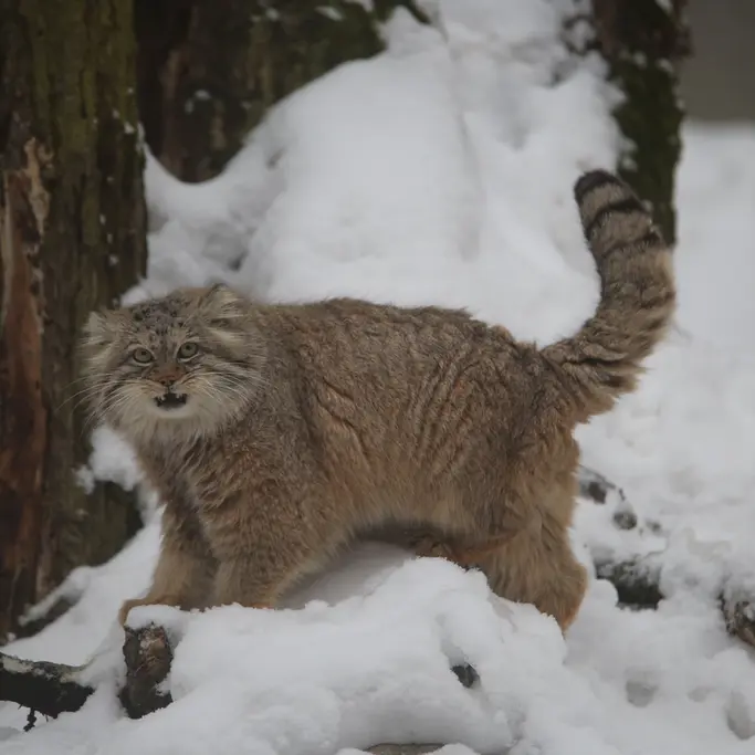 Фотография Мануэля в Гданском Зоопарке