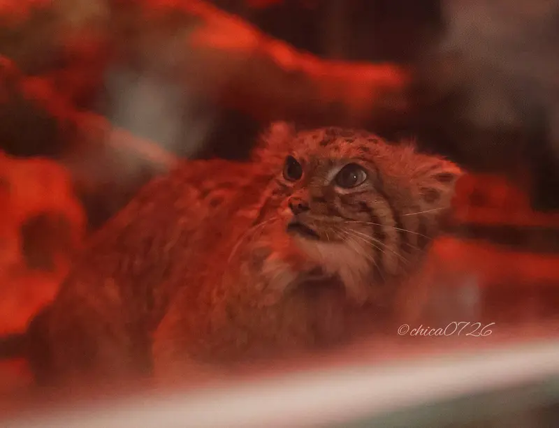 Фотография Найма в Зоопарке Уено