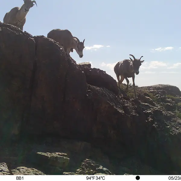 Фотография Аргали с фотоловушки Актас-Кункора