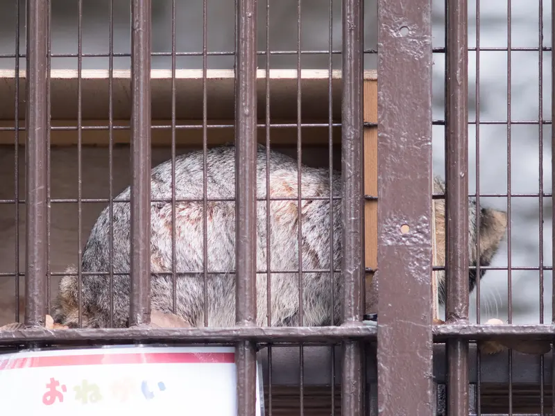 Фотография Фиги в Зоопарке Ногеяме