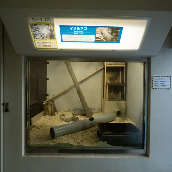 Фотография с манулом в Зоопарке Ногеяме