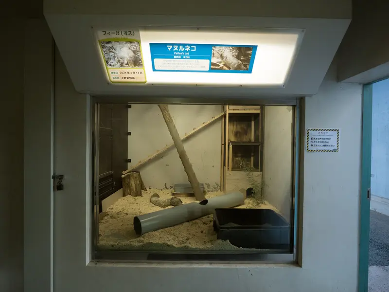 Фотография с манулом в Зоопарке Ногеяме