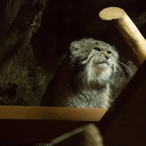 Фотография Клёна в Зоопарке Уено