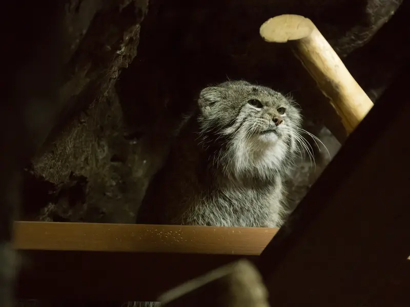 Фотография Клёна в Зоопарке Уено