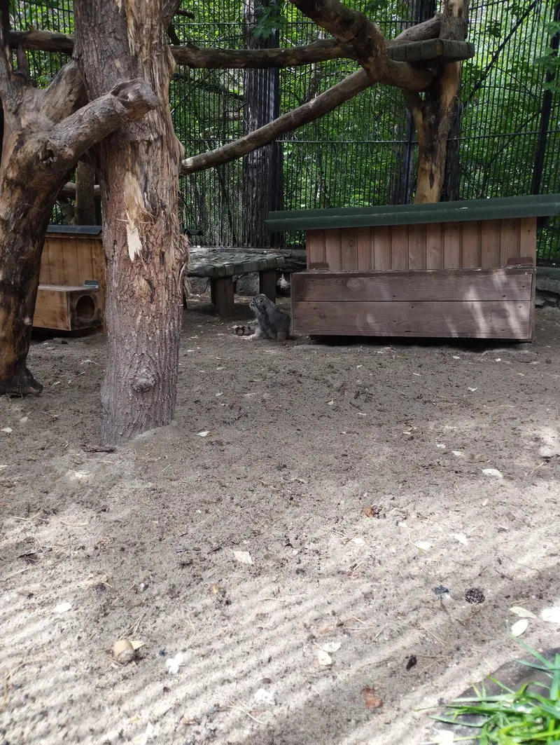 Фотография с манулом в Новосибирском Зоопарке