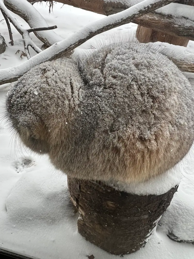 Фотография с манулом