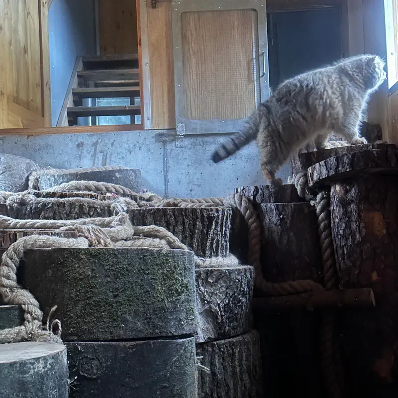 Фотография с манулом в Гданском Зоопарке