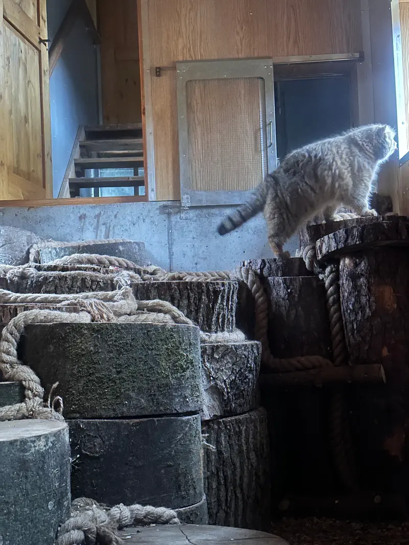 Фотография с манулом в Гданском Зоопарке