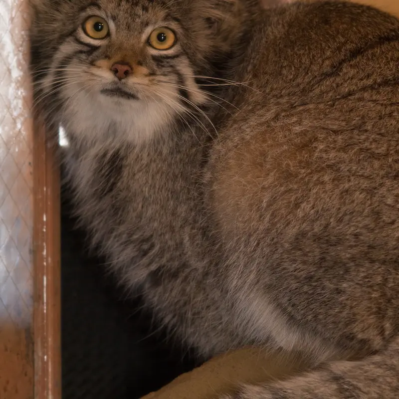 Фотография Ото в Детском зоопарке Сайтама