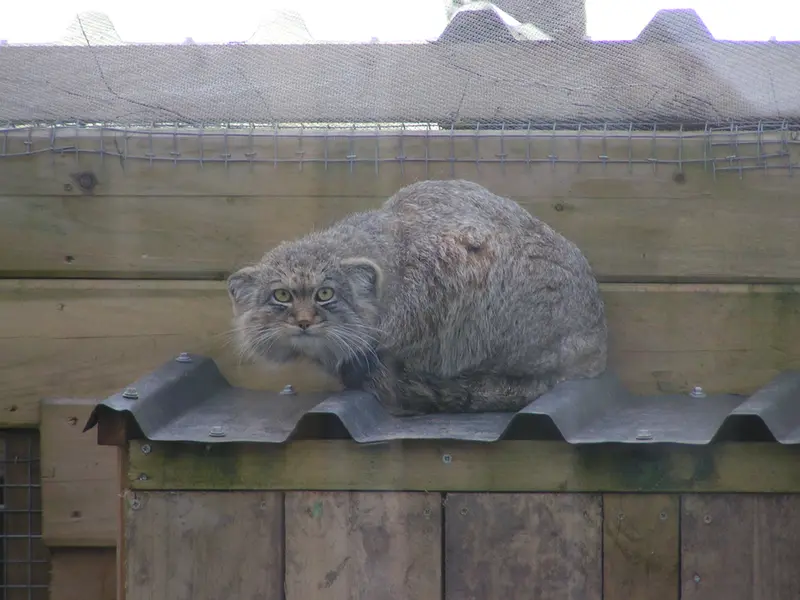 Фотография Алтая в Лэйклэнде Вайлдлайф Оазисе