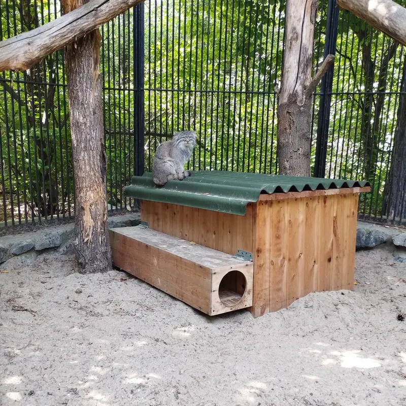 Фотография с манулом в Новосибирском Зоопарке