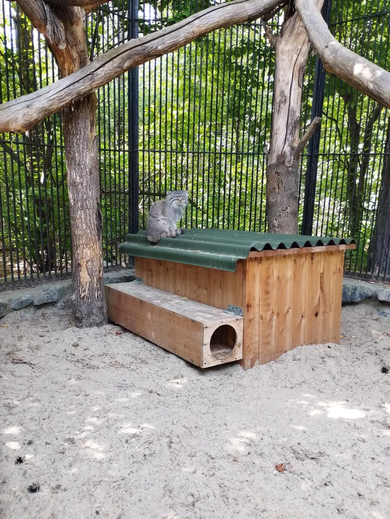 Фотография с манулом в Новосибирском Зоопарке