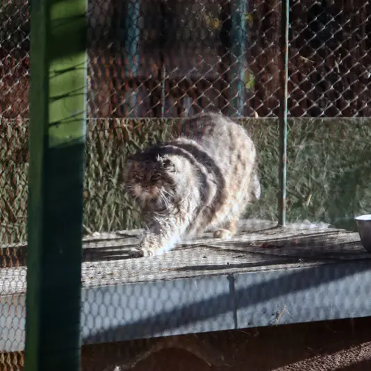 Фотография Паццо в Лодзинском Зоопарке
