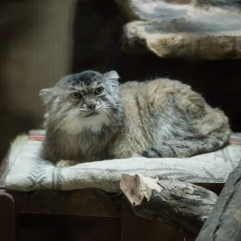 Фотография Примулы в Зоопарке Уено