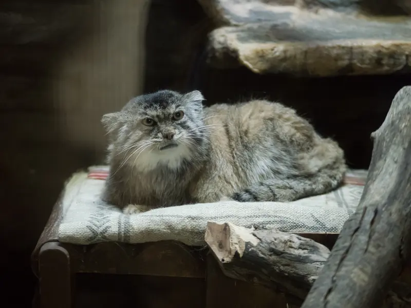 Фотография Примулы в Зоопарке Уено