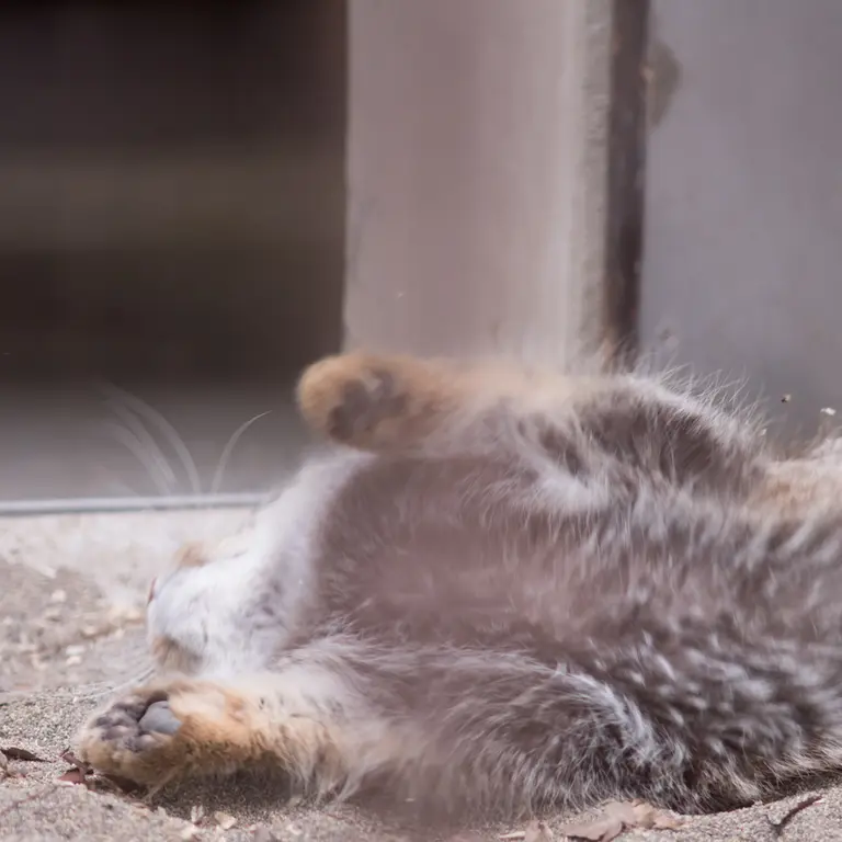 Фотография Фиги в Зоопарке Ногеяме