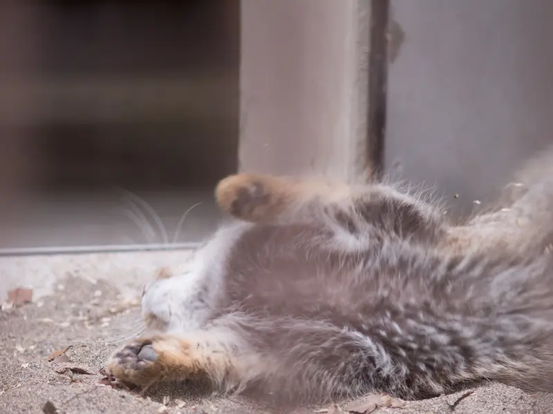 Фотография Фиги в Зоопарке Ногеяме