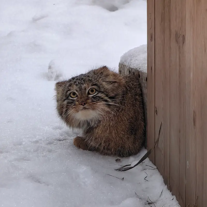 Фотография Сына Снежинки 2025 г.р. Ⅲ в Новосибирском Зоопарке