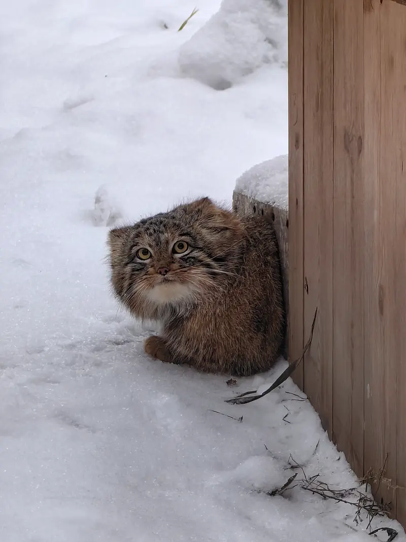Фотография Сына Снежинки 2025 г.р. Ⅲ в Новосибирском Зоопарке