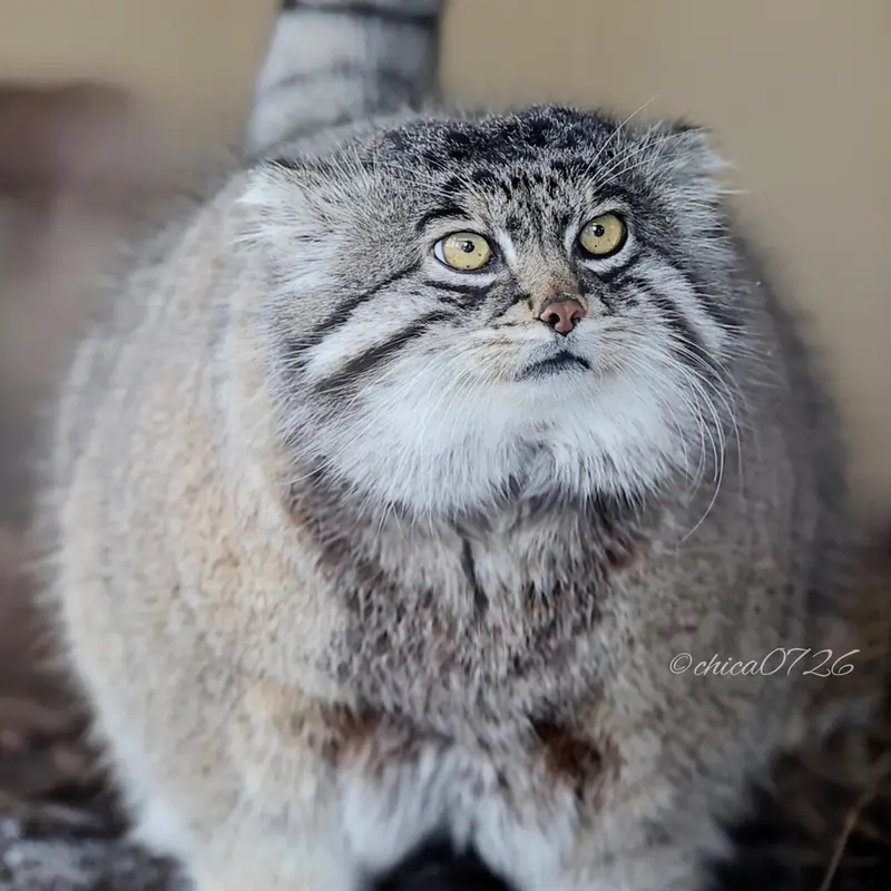 Фотография Груши в Зоопарке Асахияма